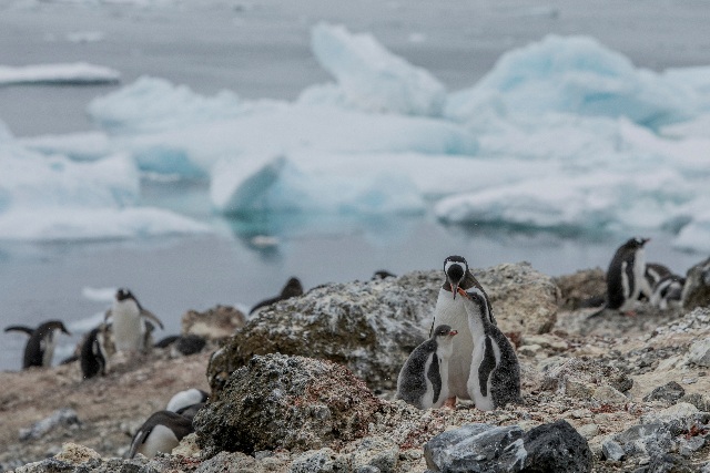 안데르손 섬의 젠투펭귄 무리. 그린피스가 올해 1월부터 두 달간 환경감시선 아틱 선라이즈호로 남극을 탐사한 결과, 펭귄 서식지가 남쪽으로 이동하고 남극 해빙 면적이 사상 최저 수준으로 줄어든 것이 조사됐다. /그린피스 제공