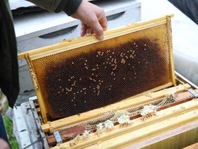 경남 창녕군 양봉농가의 빈 벌통. KB금융지주 경영연구소가 22일 발간한 보고서에 따르면, 올해 1분기에만 전국에서 78억 마리의 꿀벌이 집단 실종됐다. /조선DB