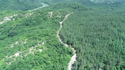 강원 고성에 있는 국립산림연구원의 산림복원 장기연구지 면적은 153ha에 달한다. 사진 가운데를 기준으로 왼쪽은 자연적으로 복원을 시킨 자연복원지, 오른쪽은 인공적으로 조림한 조림복원지다. /국립산림과학원