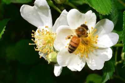 지난 9일 경북 포항 북구 야산에서 꿀벌 한마리가 활짝 핀 찔레꽃의 꿀을 따고 있다. /뉴스1