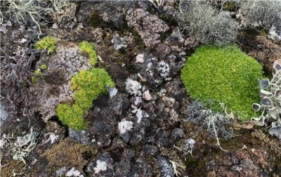 남극에서 자생하는 식물인 '남극개미자리'. 사진 왼쪽은 병원균에 감염된 개체, 오른쪽은 건강한 개체다. /극지연구소