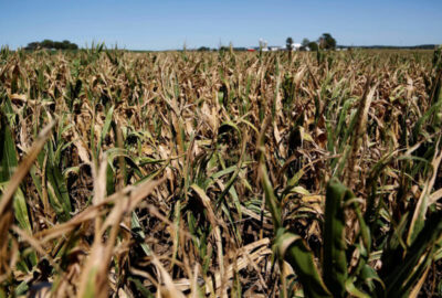 미국 중서부 지역을 중심으로 10년 만에 최악의 가뭄이 발생하고 있다. /로이터 연합뉴스